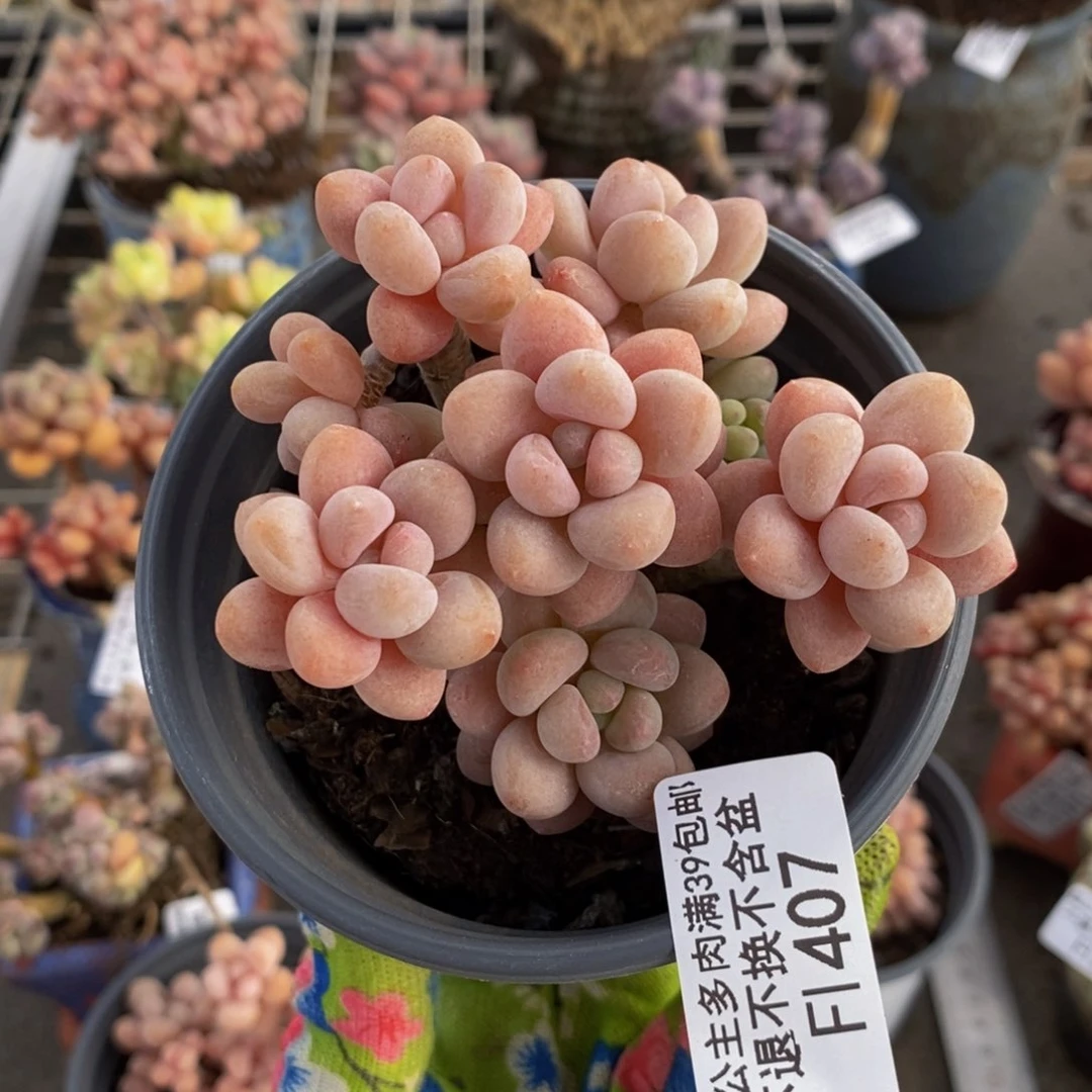 冰*淋鱼子酱407/7cm多肉