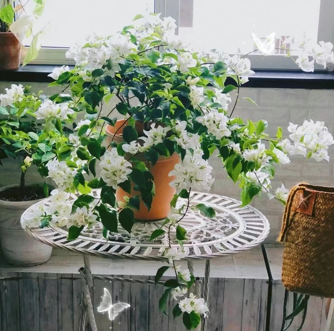 《白雪公主三角梅一颗苗》耐寒品种，好养易活，客厅阳台庭院可栽种