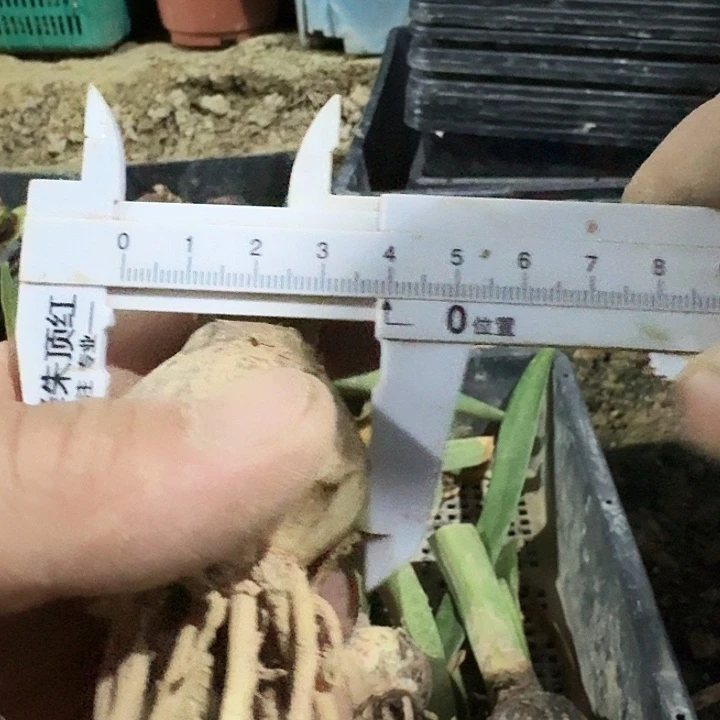 奇妙仙子朱顶红一棵3.7
