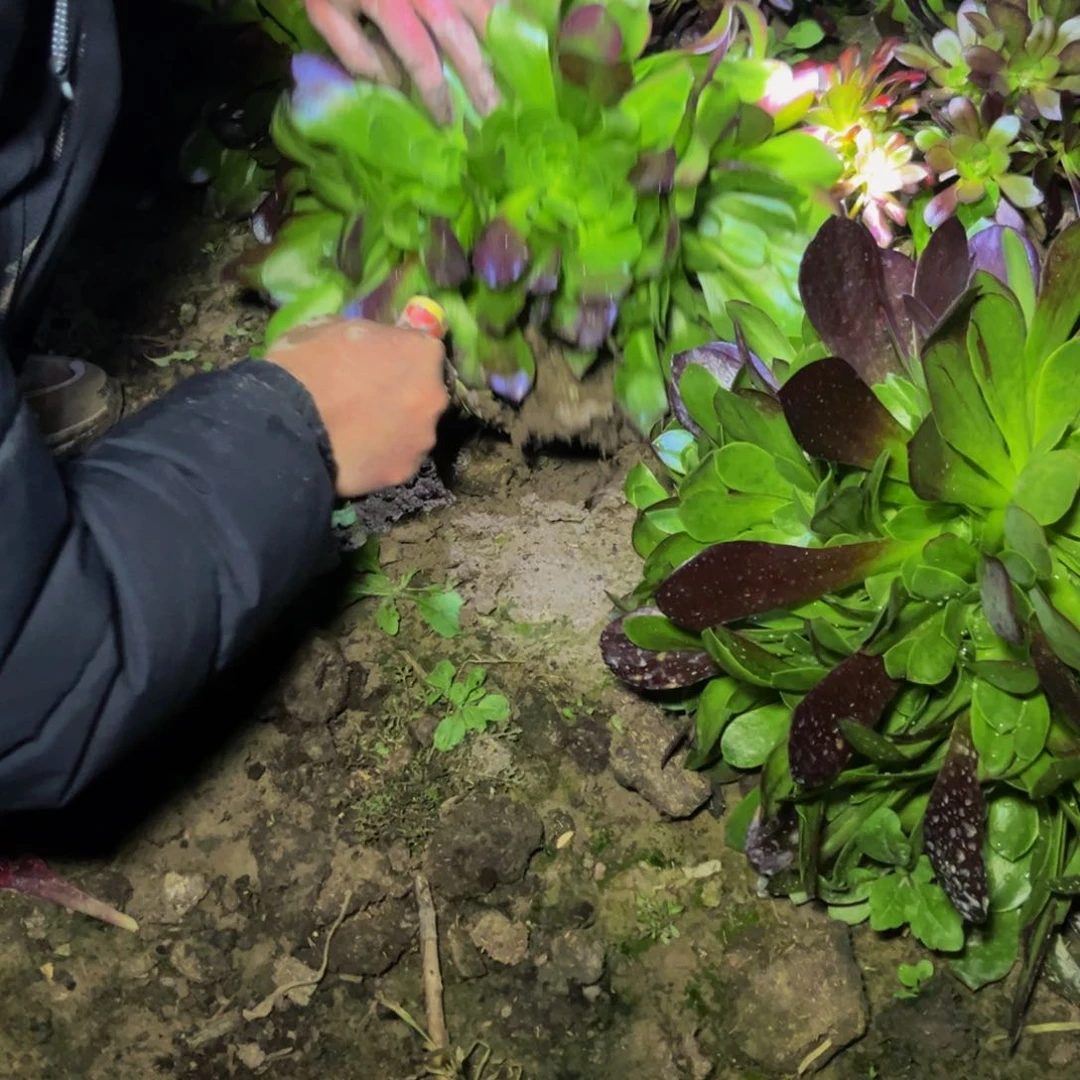 欧子多肉植物捧花的