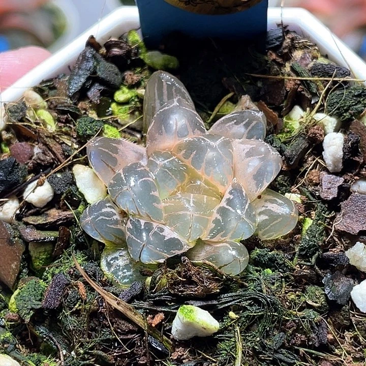 808糊斑藍光玉露錦一物