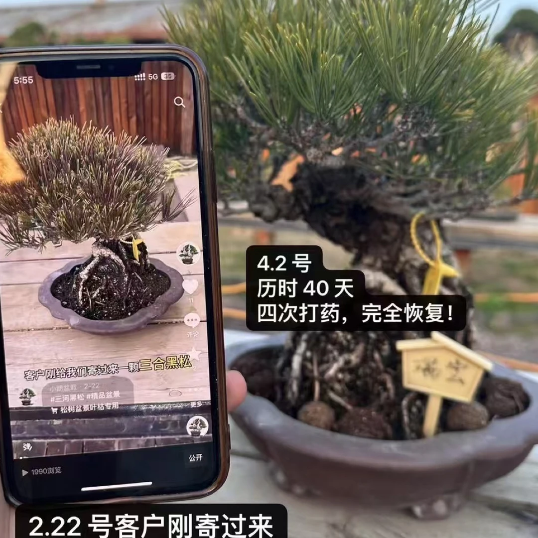 盆景虫菌通用防治针叶变绿叶枯枯叶专用