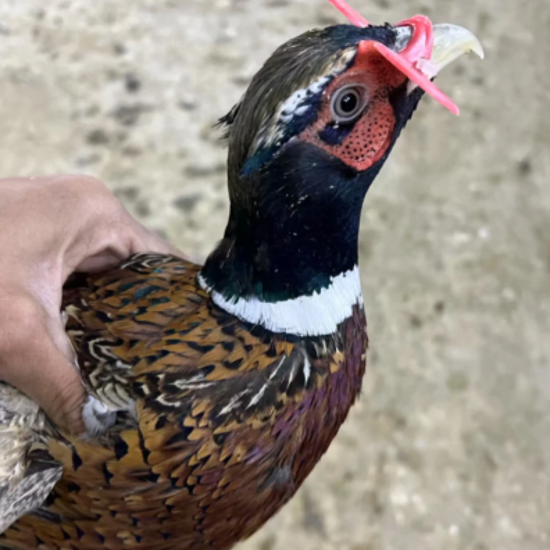 活动【2只母】七彩山鸡 肉质鲜美-整鸡发货
