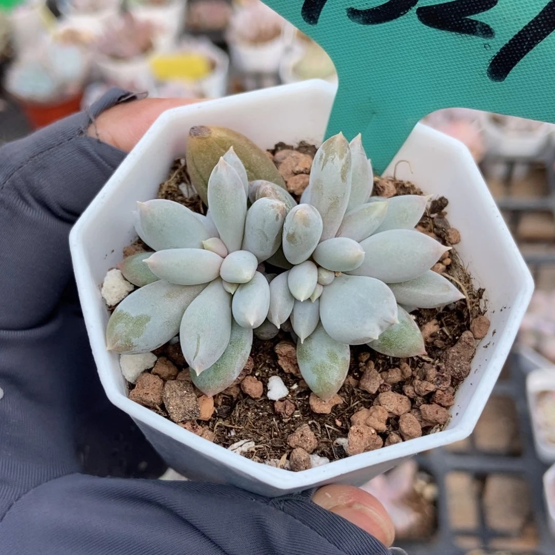 7321哥特多肉植物多肉