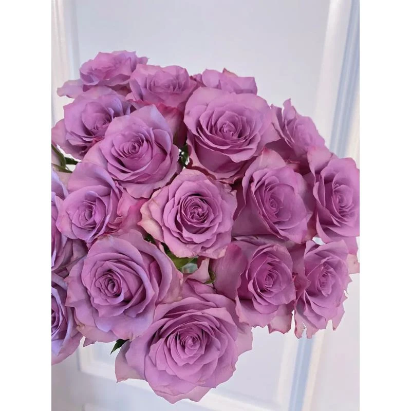 【紫霞仙子】紫色淡雅玫瑰   云南基地直发一单就包邮 鲜切玫瑰