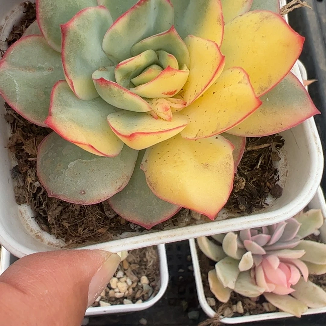 C****?多肉植物多肉植物