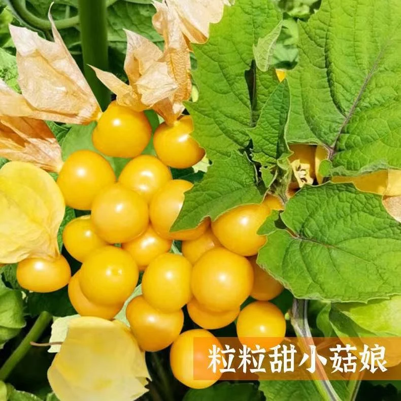 产地直发新鲜姑娘果香甜灯笼果菇娘果水果