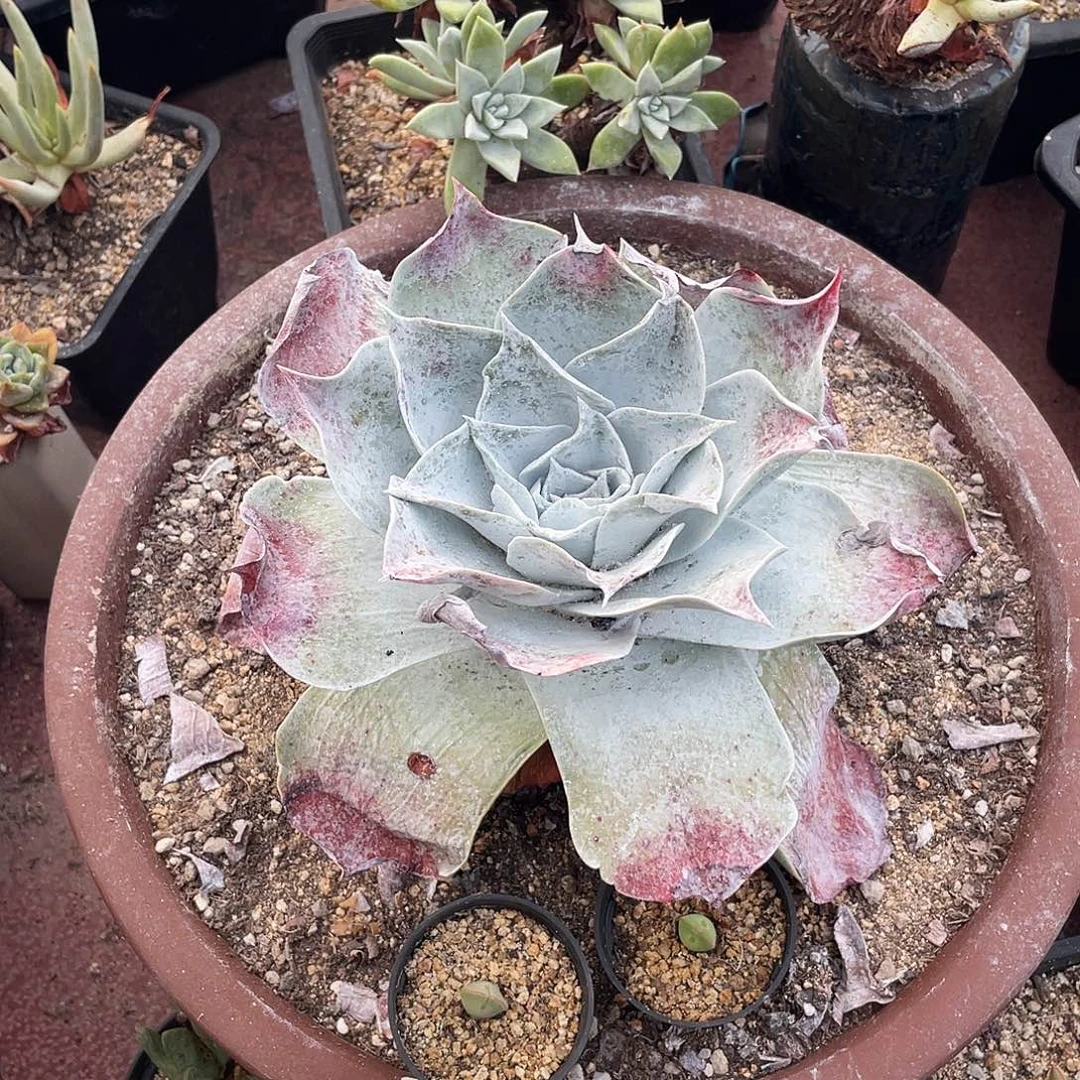 晨溪园艺仙女杯呀