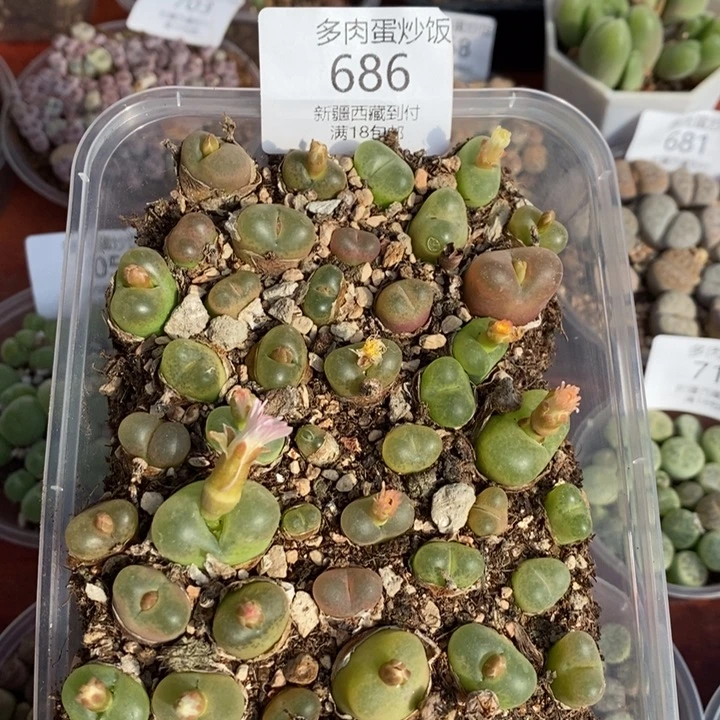 感谢您的支持，00686