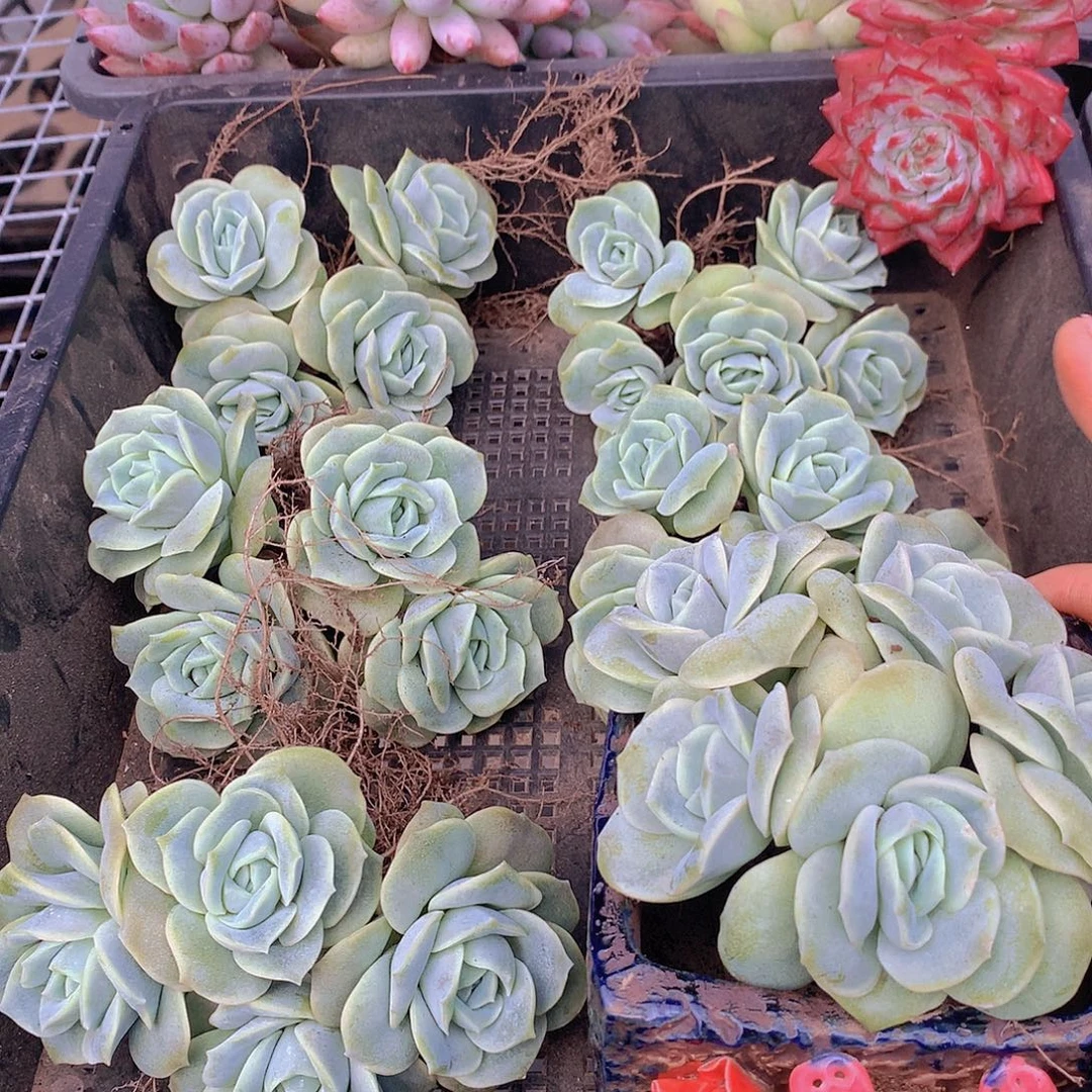 可爱玫瑰群24567889999