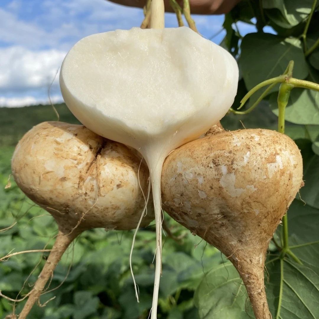 广西沙地凉薯新鲜现挖蔬菜生吃地萝卜白地瓜脆甜净重1/4.5/8斤