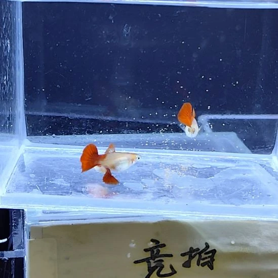 孔雀鱼17黄爆球短身一对