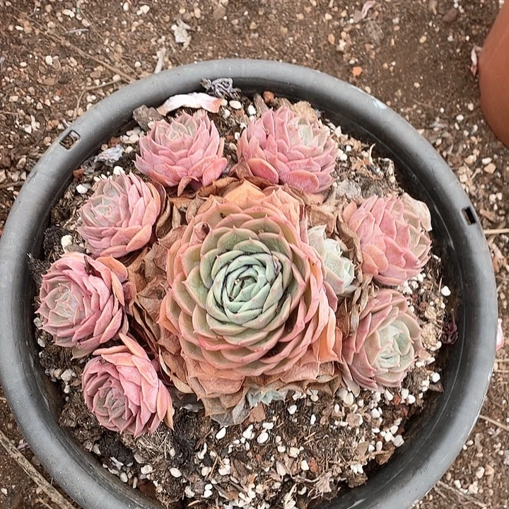 E***嘛昂斯诺多肉植物群