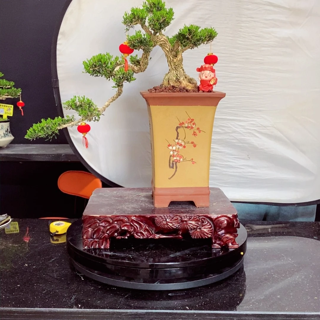 无花朵黄杨盆景雀舌软枝