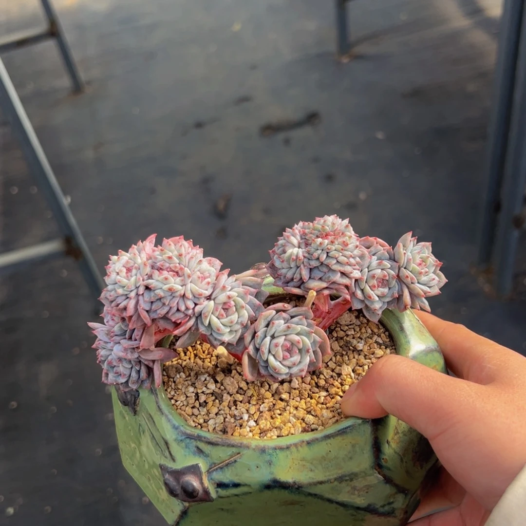 新年快乐 琥珀 新年快乐