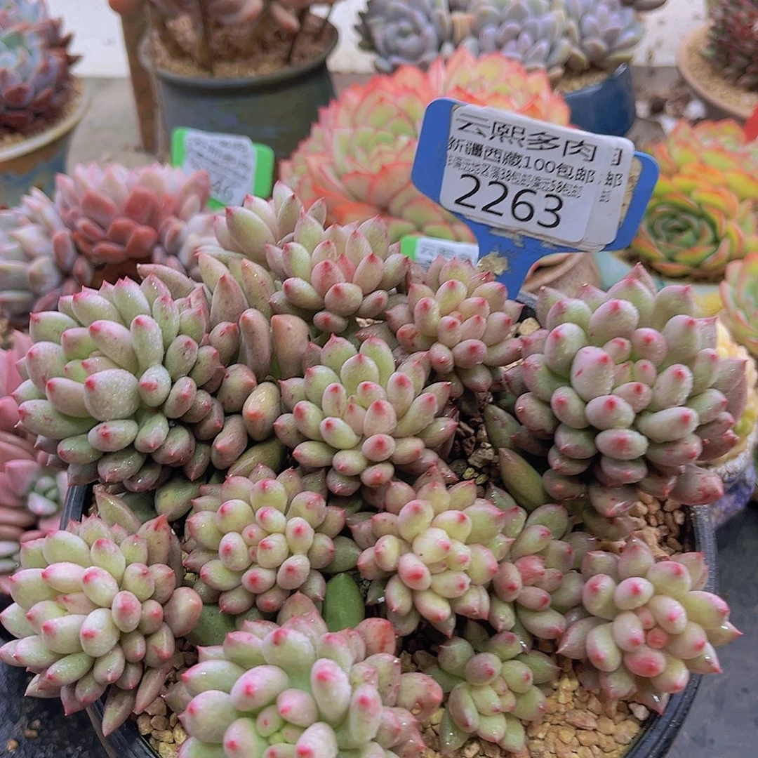 2263岩字美人多肉植物