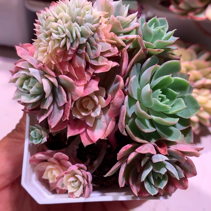 沙漠玫瑰群有缀化头