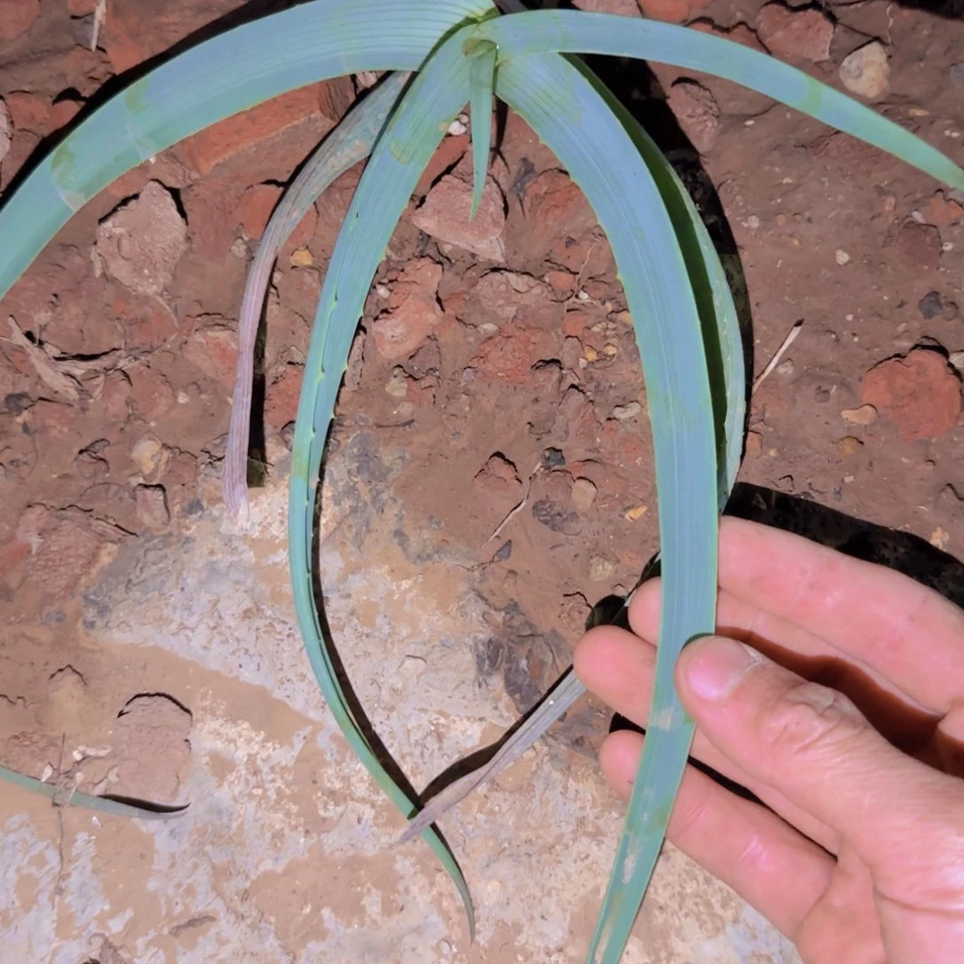 ?****毅块根植物块根植物