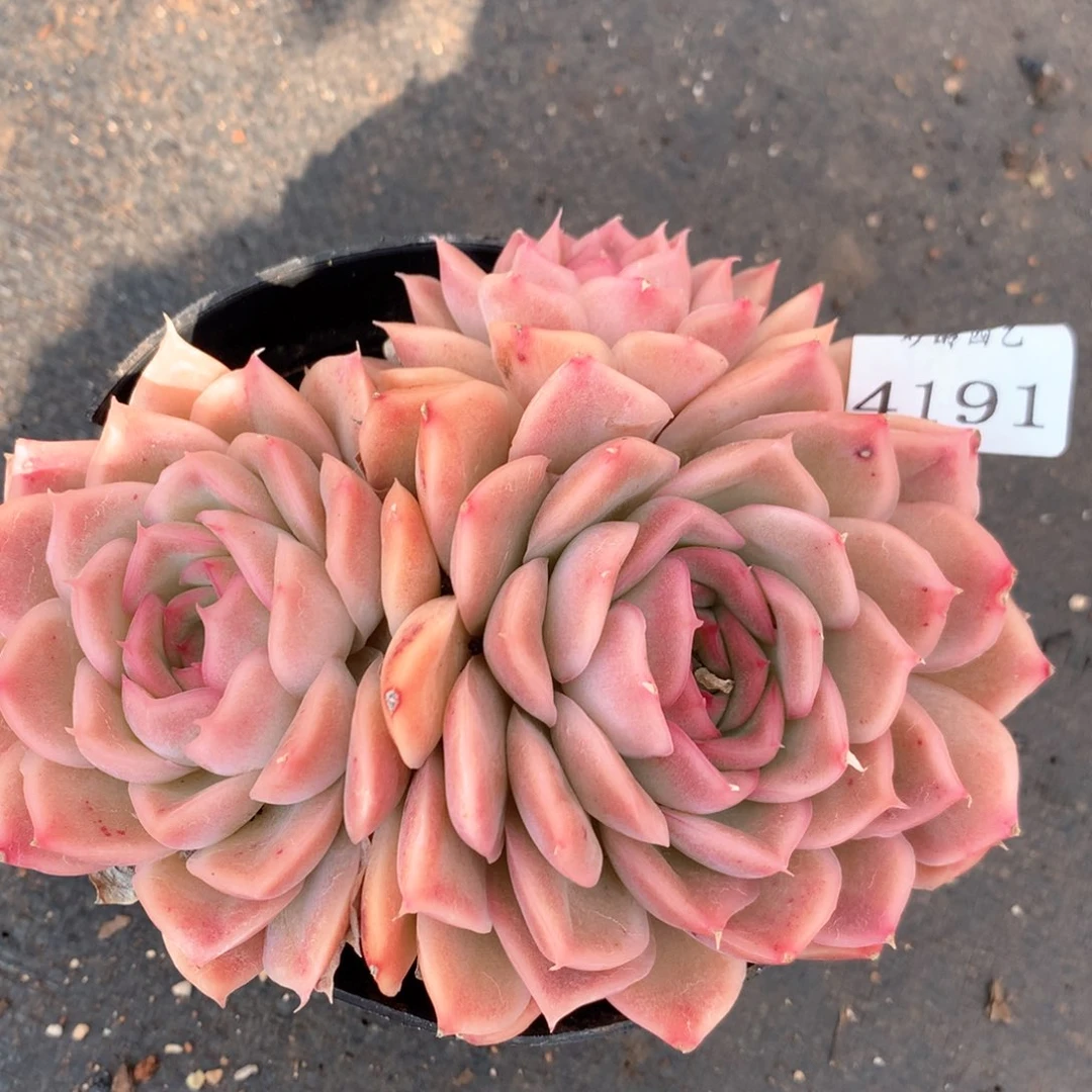 4191杂交多肉植物