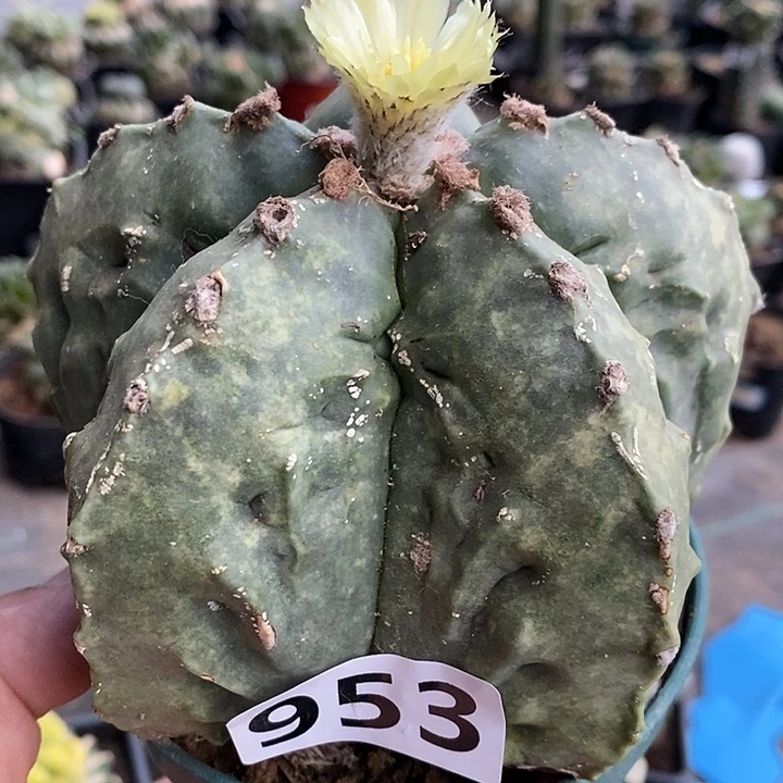 无花朵自根大核桃鸾953