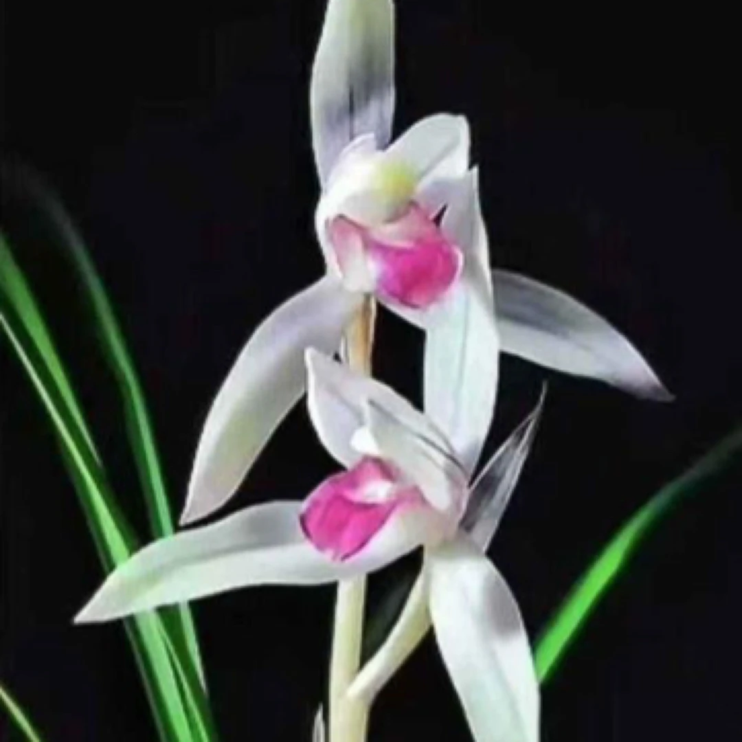 【水点桃花】莲瓣兰名品 国兰2苗 花开浓香 好养易活 对版 人工种植