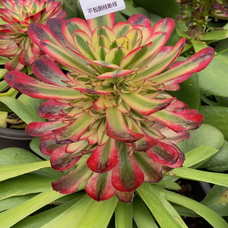 【闪购商品】贾*琴5234荔枝多肉