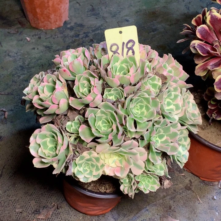 818粉水晶多肉一物一拍