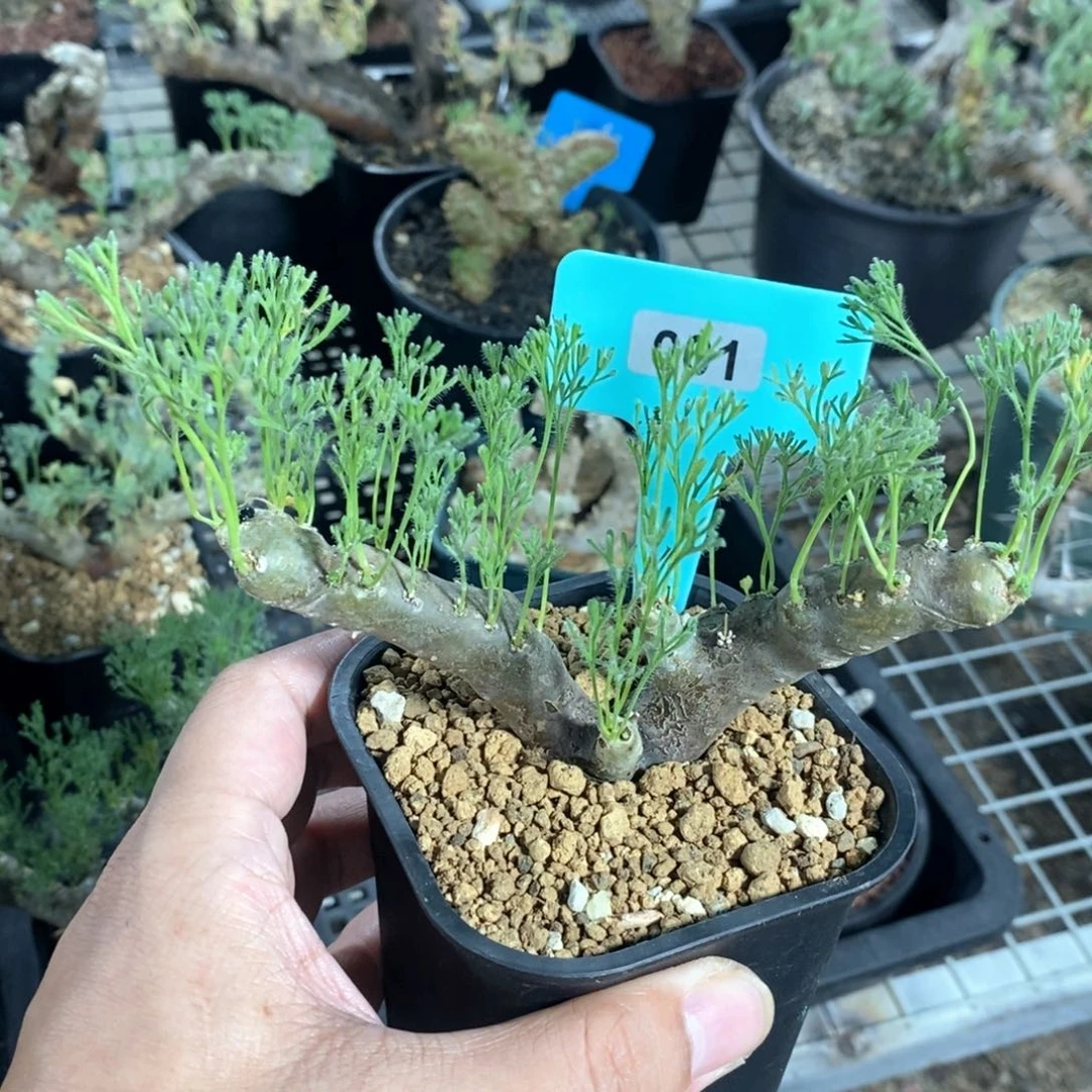 黑皮月界多肉植物