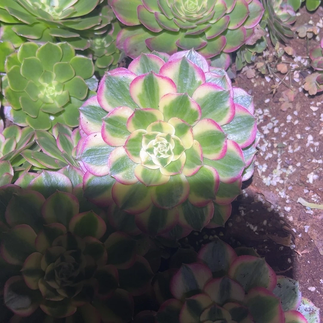你***！精品多肉植物海鲜