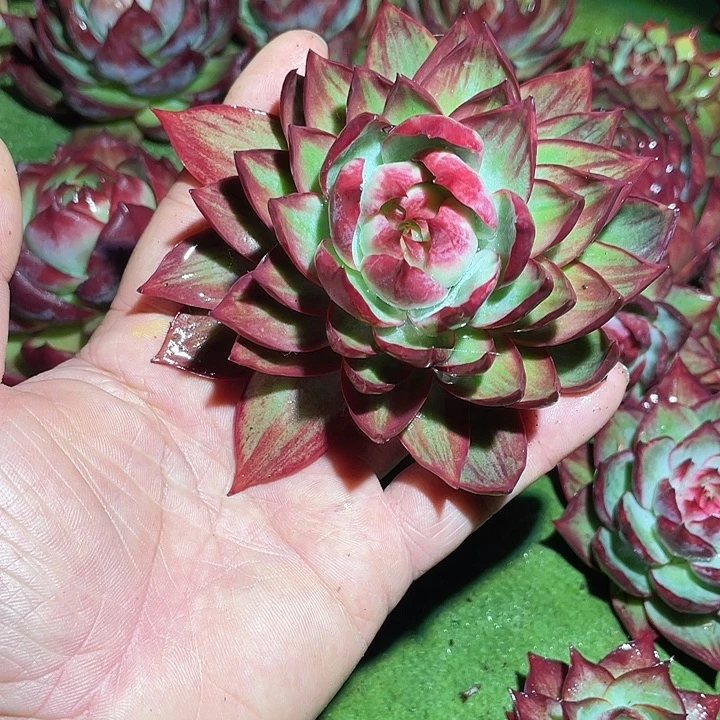 惊鸿仙子多肉植物8801