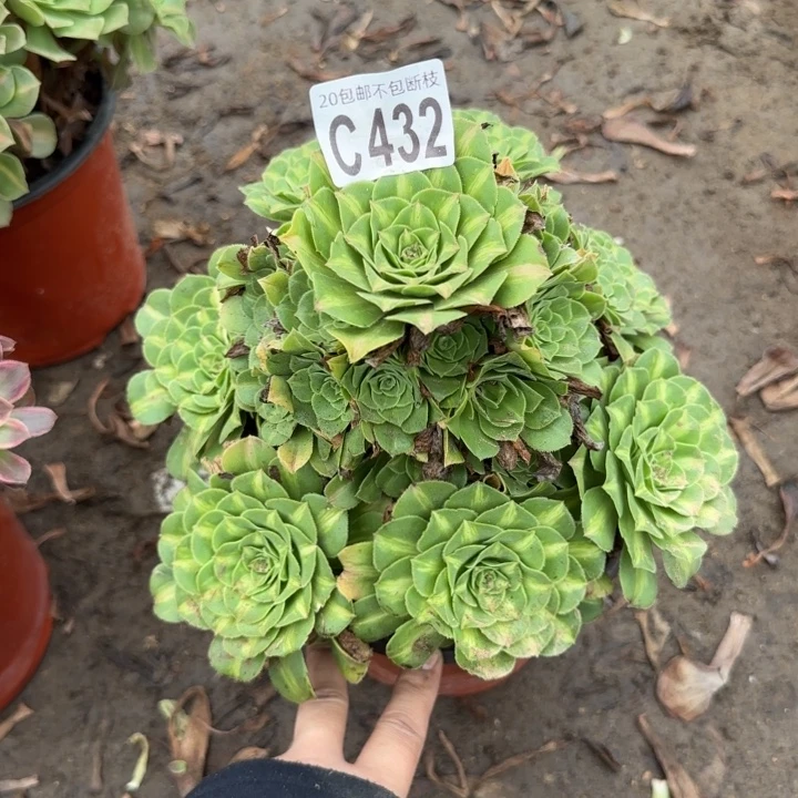 翡翠琉璃……多肉植物……