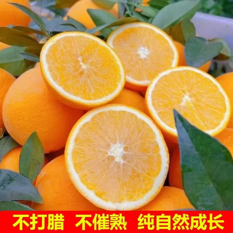 [农家种植]产地直发正宗高山纽荷尔脐橙皮薄肉厚香甜多汁应季水果