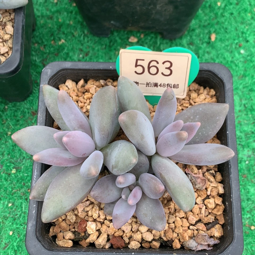 企鹅无砍一物一拍563