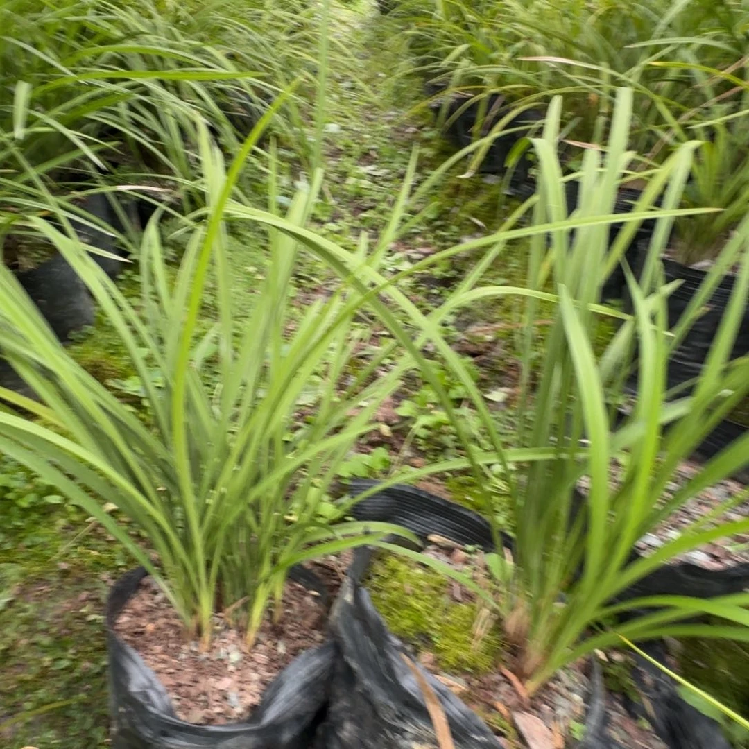 完全开放╄****舂兰花