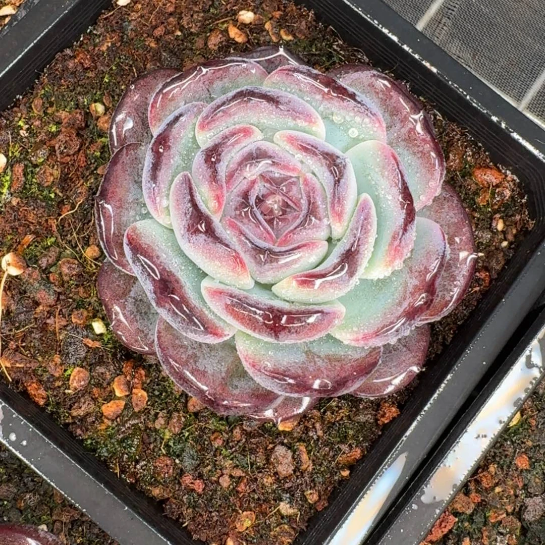 从前慢花园多肉编号-黑橙