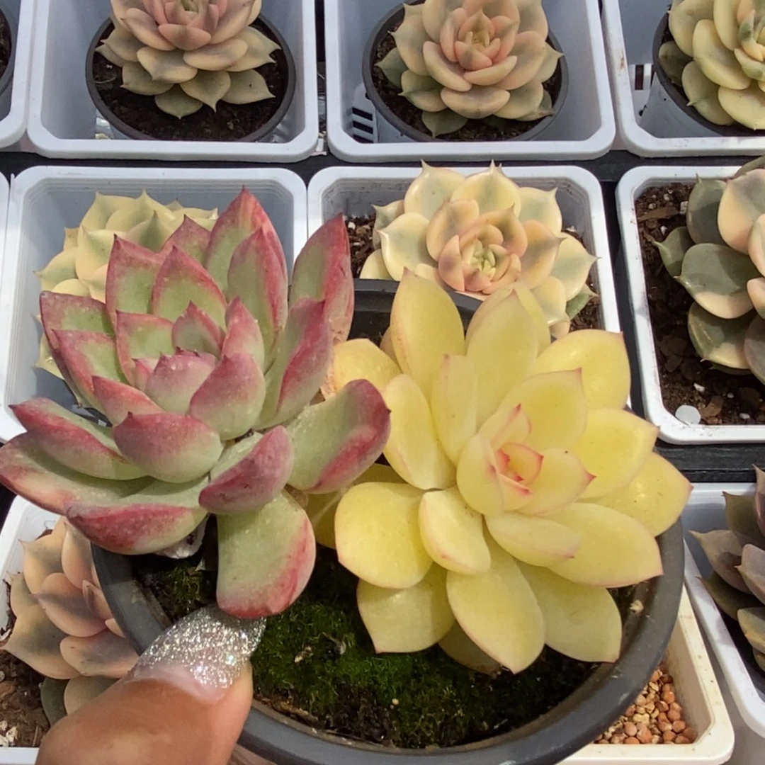 暧****)401雨燕座锦锦锦锦锦锦锦