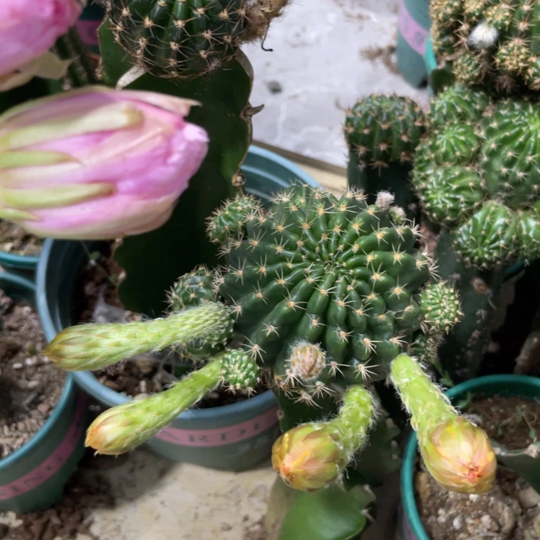 新品文昌门丽花母本群生