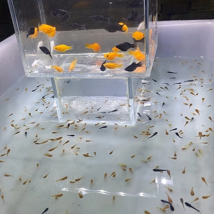 海水鱼淡水三色玛丽球10➕10备损另外送30鱼苗