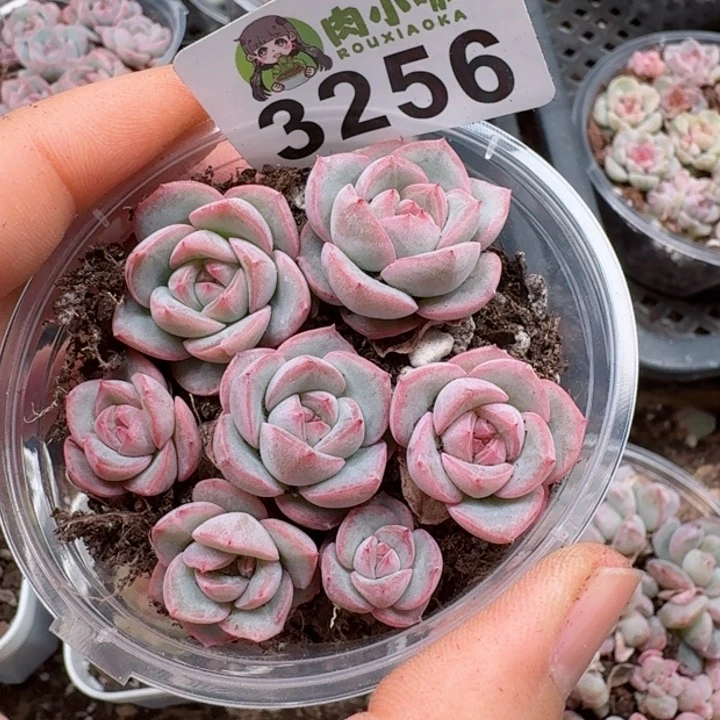 多肉植物多肉植物