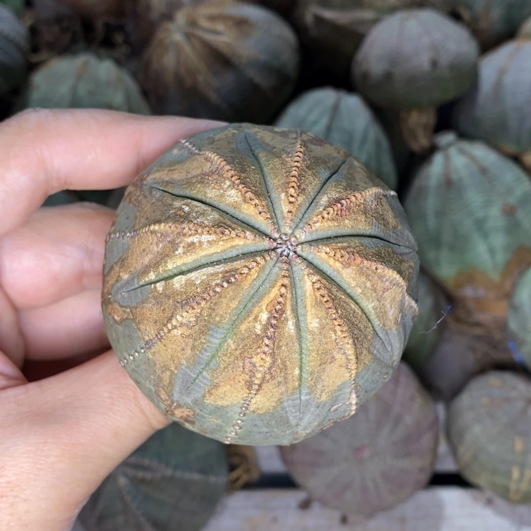 4 欧系实生布纹球多肉植物