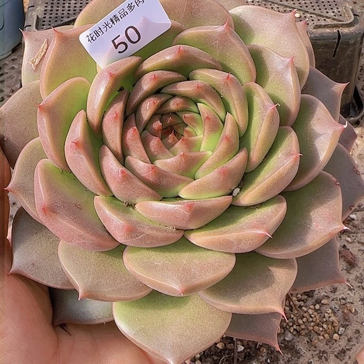 花时光精品多肉50