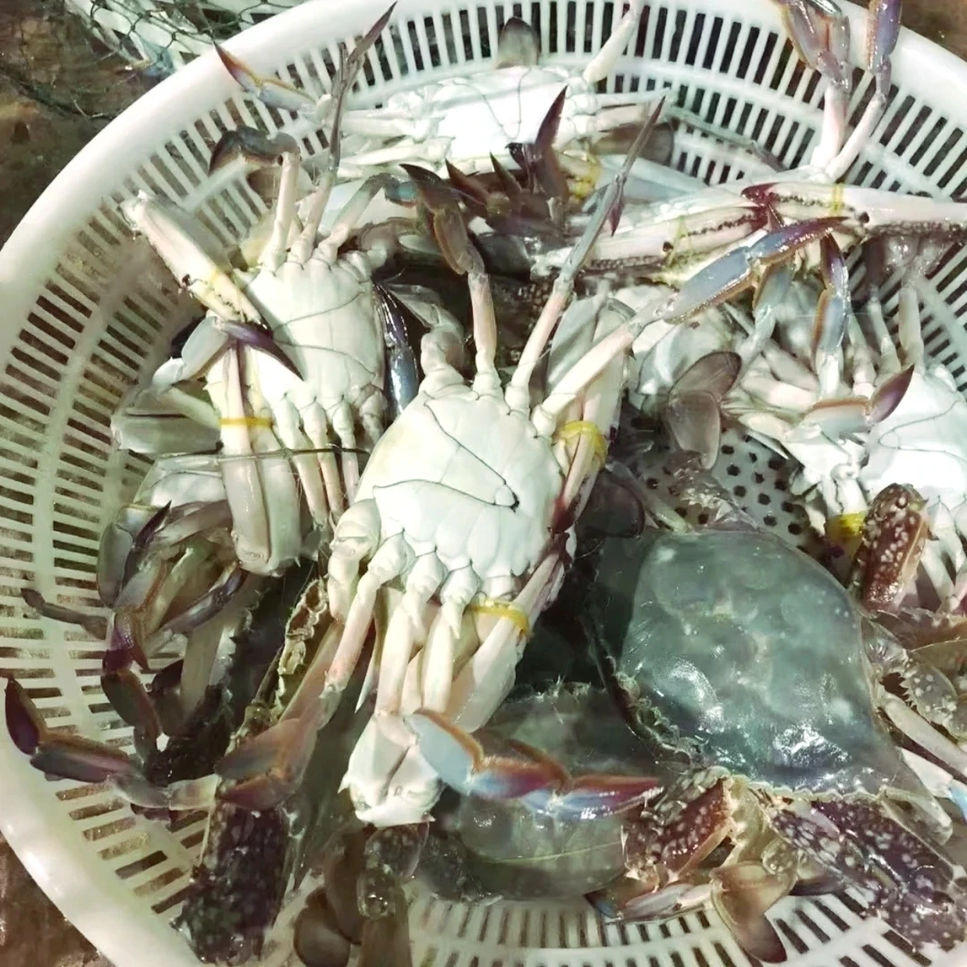 公蟹（莱州蟹），9-10成肥，活发，【保鲜不保活】，单只2-6两，2-5斤装