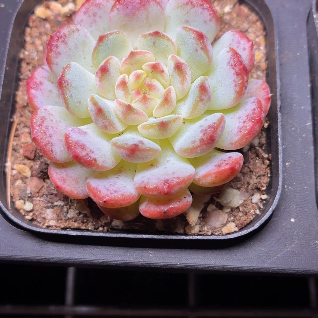 白胖子多肉9.9包邮发货