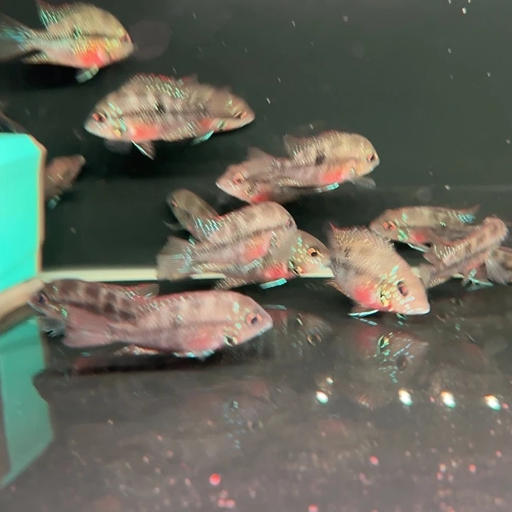 灯科鱼红肚鸟嘴1条