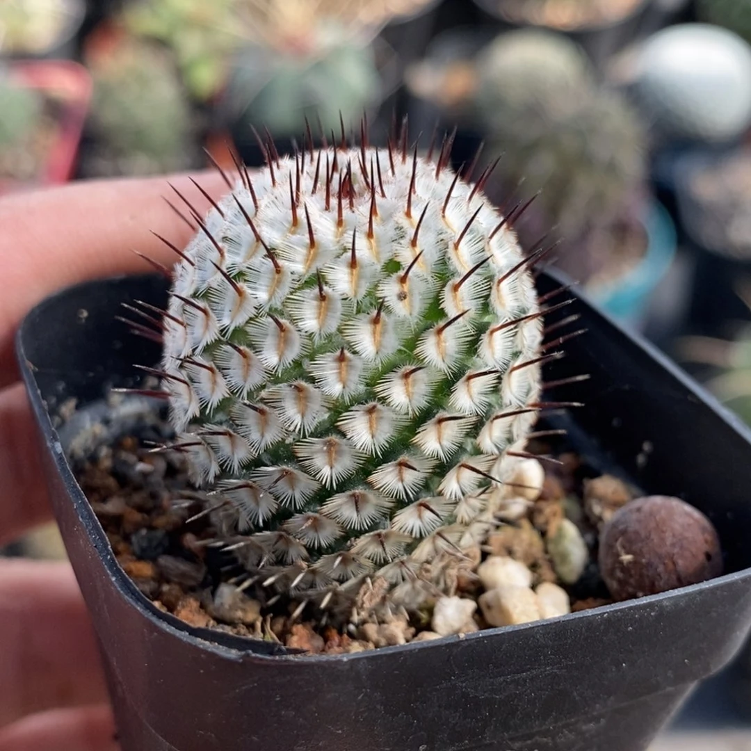 植播园艺直刺佩雷