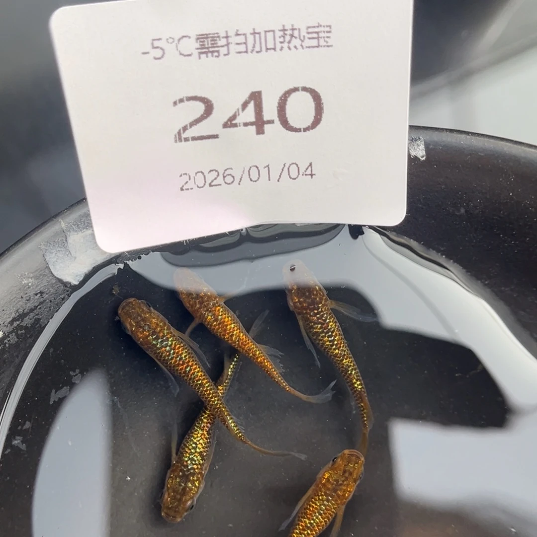 青鳉鱼240松井秘密武器五尾