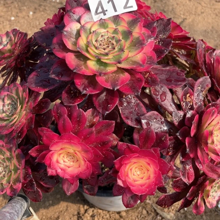 412多肉植物烟花