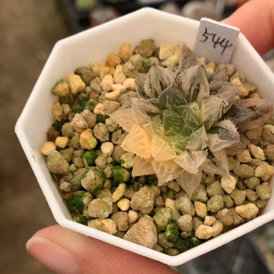 小叶楼兰玉露锦带盆tea破tjl