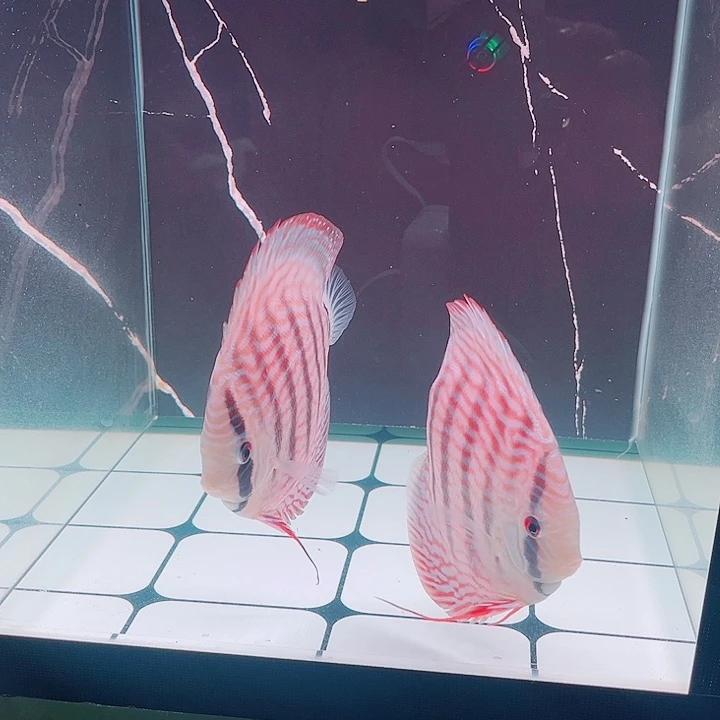 七彩神仙鱼七彩神仙鱼