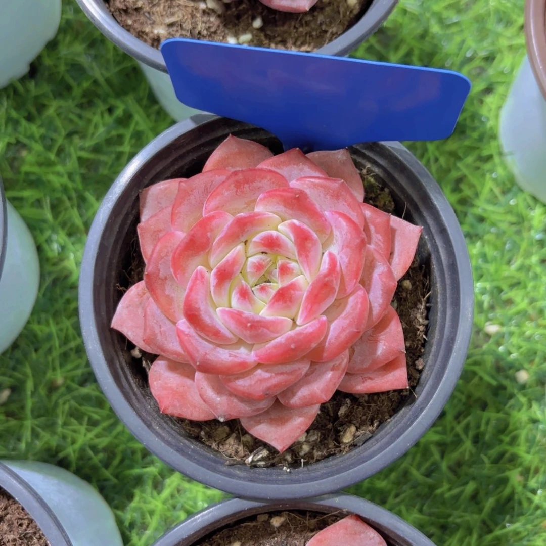 一***家我的小可爱们都好可爱